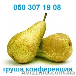 Продам груши оптом. Сорт Груши Конференция #811366