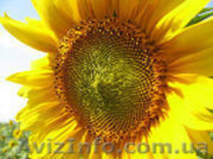 Семена подсолнечника:Ясон, Форвард, Рембо, Бонд, Украинский Ф1, Украинское солнышко #810418