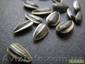 продам семена подсолнечника супер стойкого к засухе #807976