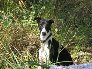 Усдуга Вашим Любимцам #809001