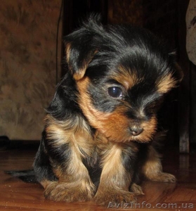 продам щенков йоркширского терьера самый лучший подарок на новый год! #815033