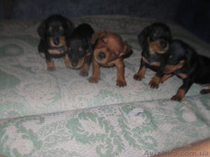 Продам Прелестный такс! #807971