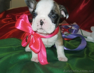 Продам элитных щенков французского бульдога #810696