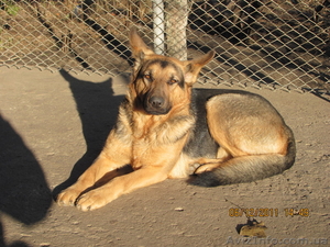 немецкую овчарку #808899