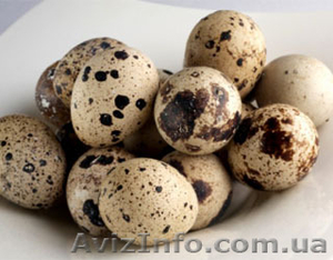 Перепелиная ферма #803335