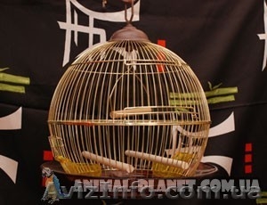 Клетки различных размеров и форм на подставках и без  #803245