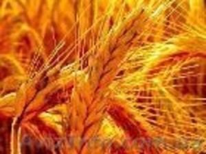 Новые Базы Данных и каталог Агробизнес 2013 со скидкой  #809671