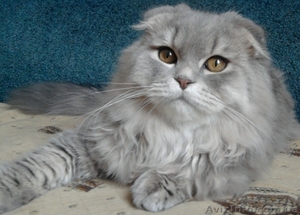 Шотландский вислоухий котенок #813885