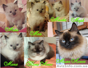Продаются Котята Невской маскарадной #790713