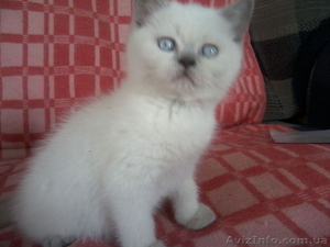 Скотишстрайтов и шотландцев #801264