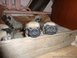 продам щенков мопса!!!!!! #812095