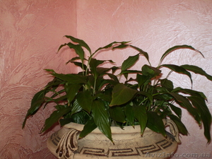 Декоративые штукатурки покраски отделка любых помещений  #810571