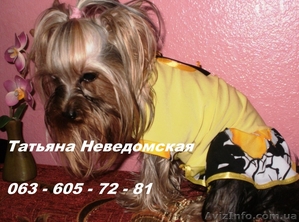 элитные йорки из питомника Виолини #810625