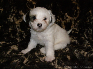 Голоая Китайская хохлатая #801254