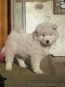 ПРОДАЮТСЯ ЩЕНКИ САМОЕДА #810267