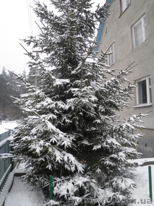 продам ялинку лiсову #812773