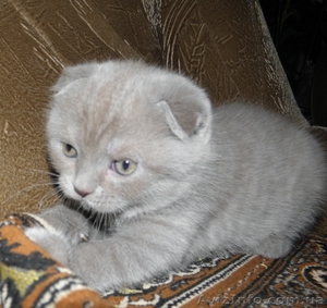 Мальчик плюшевый вислоухий британец  #812512