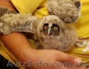 Ручные  совята  и взрослые совы #803142