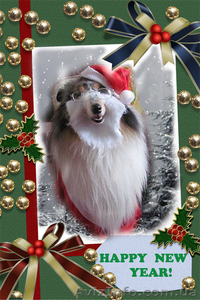 Четвероногие артисты для праздников,  фото- и видеосъемки. #805676