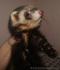 Продам хорька в Одессе #803434