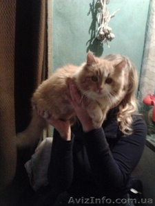 Отдам кошечку бесплатно в хорошие руки #801207