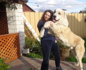 Среднеазиатская овчарка;  американский бульдог;  бриар;  бультерьер;  ши-тцу;  такса;  #802650