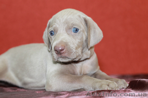 Веймаранер,  мареммо-абруцкая овчарка,  акита ину,  русская пегая гончая,  самоедска #802659