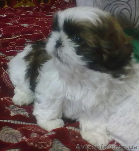 Ищут своего заботливого хозяина очаровательные щеночки породы Ши-тцу. #826085
