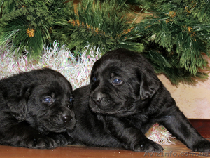 Щенки Лабрадора Salikasoul #817413