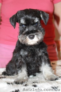  цвергшнауцер окрас черный с серебром #824029