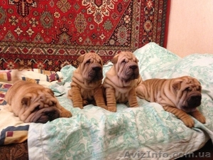 Продам щенков Шарпея! #828778