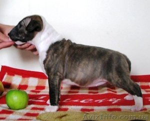 Маленькое Чудо( Мини бультерьерчики)Киев .  #818959