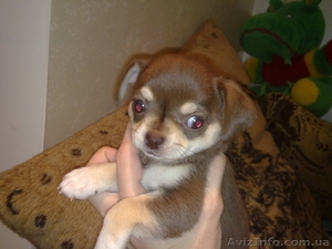 Супер качество! Чихуахуа! #821336