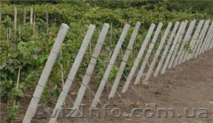 Куплю колья виноградные  #828888