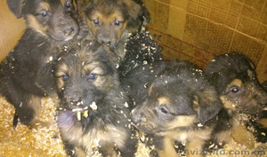 Внеплановые щенки немецкой овчарки #825543