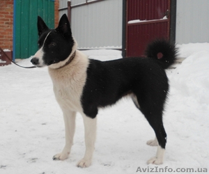 Російсько-європейська лайка дівчинка #820715