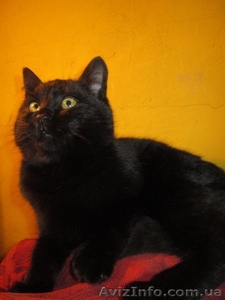 Отдам котю в надежные руки!!! #821272