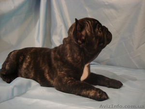 Щенки французского бульдога в Одессе #832495