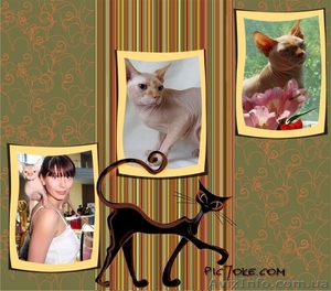 евро чемпион канадский сфинкс приглашает на вязку  #829943