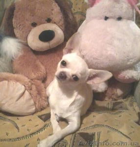 Бело-кремовый  кобель  чихуахуа для вязки. #803492