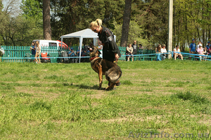 Щенки нем.овчарки от импортированных родителей.Германия. #826480