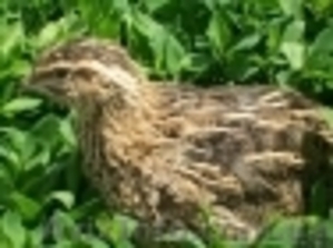 перепела породы фараон купитьв днепропетровске #832348