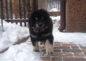 Продам элитного щенка тибетского мастифа #818287