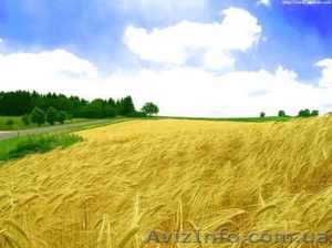 Оформление земли и недвижимости #827606