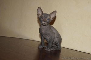 Донской сфинкс. #827907