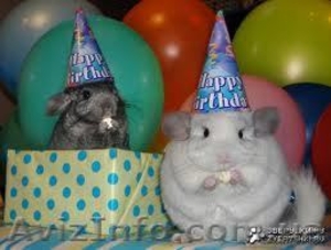 Продам Шиншилл  #831481