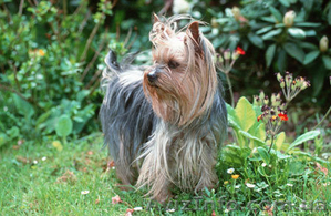 Йорширский терьер #830686