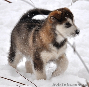 маламут аляскинский #828705