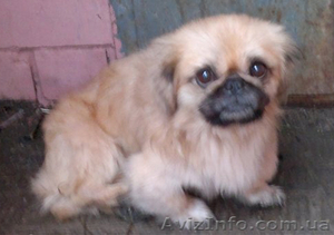 Пекинес,  мальчик,  молодой в ответственные руки! #820280