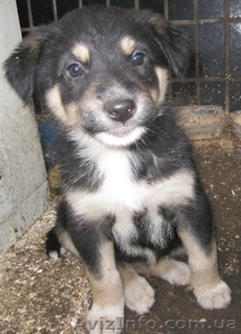 Молодцы-удальцы в одинаковых фирменных шубках #819822